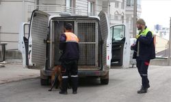 Dehşeti yaşadılar: Sivas'ta sahipli köpeğin saldırdığı 2'si çocuk, 4 kişi yaralandı