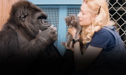 İnanamayacaksınız ama Goril Koko işaret diliyle konuşabiliyor, kedi besliyor ve araba dahi kullanabiliyordu?