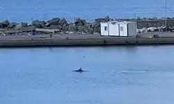 Yunus balığı balıkçı barınağına misafir oldu: O anlar kamerada
