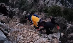 Adana'da dal kesmek için çıktığı ağaçta kalp krizi geçiren kişi öldü