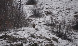 Tunceli'de ayı kış uykusundan uyandı, kışa yakalandı