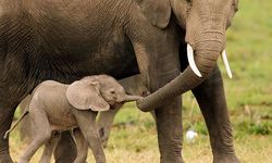 Filler de yas tutuyor: Ölen yavrularını gömüyorlar
