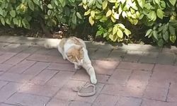 Kedi ile yılanın kavga ettiği anlar kameraya yansıdı