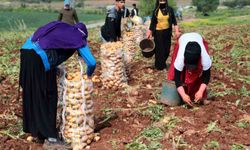 Adana’da turfanda patates hasadı başladı
