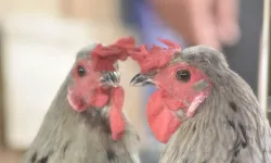 Sağ tarafı tavuk, sol tarafı horoz: Görenler gözlerine inanamıyor