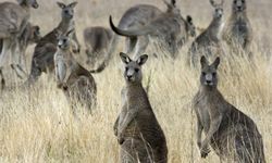 Avusturalya'da nesli tükenmiş üç kanguru türü keşfedildi