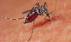 Avrupa'da sivrisinek kaynaklı salgın alarmı!