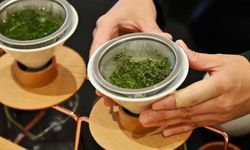 Japonya'da ilk hasat yeşil çayın kilogramı rekor fiyata satıldı