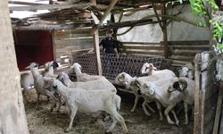 Amasya'da kurt saldırısında 19 koyun telef oldu