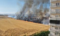 Mardin'de büyük buğday tarlası yangını: 250 dönüm kül oldu
