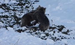 Boz ayıların kar eğlencesi kamerada-İzle