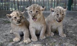 Antalya'da dünyaya gelen üç aslan yavrusuna Galatasaraylı isimler verilecek
