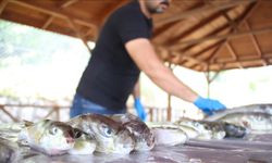 Doğu Akdeniz'deki balıkçılar balon balığı destek ödemelerinin artmasından memnun