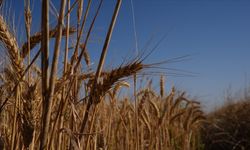 Türkiye'de bu sene buğday üretiminde sıkıntı beklenmiyor