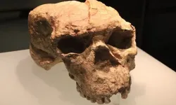1 milyon yıllık kafatasının gizemi çözüldü: Bilinmeyen bir insan türüne ait 'Ejderha Adam'