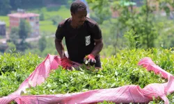 Senegalli işçiler çay hasadında: 'Yevmiyeyi duyan buraya gelmeye başladı'