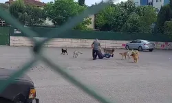 Sokak ortasında 10 köpeğin saldırısına uğradı