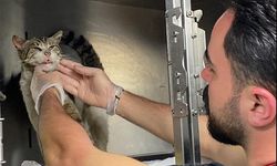 Zonguldak'ta hasta kedi veterinere gitti-İzle