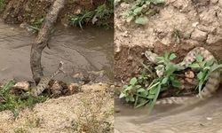 Türkiye'nin en zehirli yılanı Elazığ'da görüntülendi