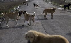 Kedinin bıçakla öldürüldüğü iddia edilmişti: Sahipsiz köpekler saldırmış!