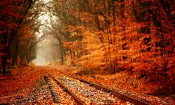 Raylara dökülen yapraklar nasıl trenlerin rötar yapmasına sebep oluyor?