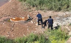 Sivas'ta çamurda mahsur kalan ineği itfaiye ekipleri kurtardı