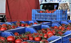 Mayıs'ta domates üretimi arttı fiyatı düştü
