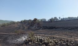 Anız yangınında yaklaşık 300 dekar ekili arazi zarar gördü
