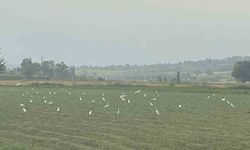 Osmaniye'de çiftçilerin imdadına kuşlar yetişti