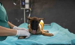 Sahibi tarafından terk edilen köpek, bakımevindeki tedaviyle iyileşiyor