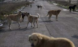 "Aşağılıkça: Uyuyan köpek ’öldü’ denilerek paylaşıldı"