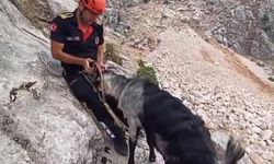 Kayalıklarda mahsur kalan keçiler kurtarıldı