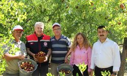 Isparta’da hünnap hasadı başladı