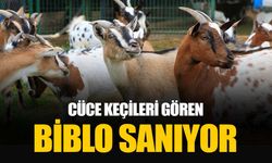 Antalya’nın Nijeryalı Cüce Keçileri: Avuç içine sığıyorlar, görenler biblo sanıyor