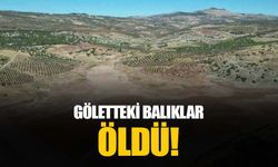 Su seviyesi düşen gölette oksijensiz kalan yüzlerce balık böyle telef oldu