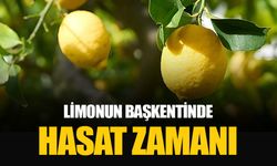 Limonun başkentinde hasat başladı: Yılda 1 milyon tondan fazla üretiliyor