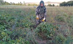 Erzurum'un tescilli Hınıs fasulyesinin hasadına başlandı