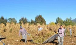 Antalya'da çandır fasulyesinin hasat zamanı