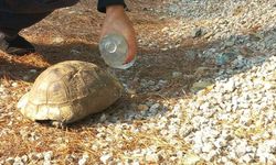 Dalaman'da alevlerden kaçan kaplumbağa güvenli alana bırakıldı