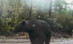 Muğla’da yaban hayatı fotokapana yansıdı