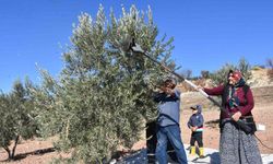 Şahinbey'de zeytin hasadı başladı