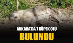 Ankara Mamak'ta 7 köpek ölüsü bulundu