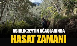 Artvin’de asırlık zeytin ağaçlarından hasat başladı