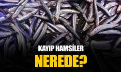 Hamsiyi denizde göremeyen balıkçılar kaygılı: Hamsiler nerede?