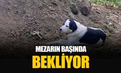 Ordu'da "Teo" isimli köpek sahibinin mezarı başında bekliyor