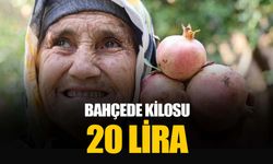 Kuytucak narı bahçede 20 lira: Adana Kozan'da yetişiyor