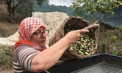 Aydın'da günlük 3 bin liraya çalışacak zeytin işçisi bulunamıyor