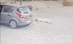 Bodrum'da köpeği çiğneyen sürücü serbest bırakıldı