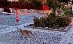 Elazığ’da tilkiler şehir merkezini mesken tuttu