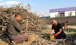 Fıstığın budanan dalları yakacak olarak değerlendiriliyor